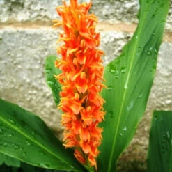 Hedychium Densiflorum- 'Assam Orange' (Bulbs)