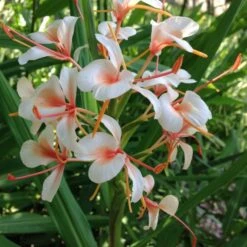 Hedychium 'Pink Flame' (Bulbs)