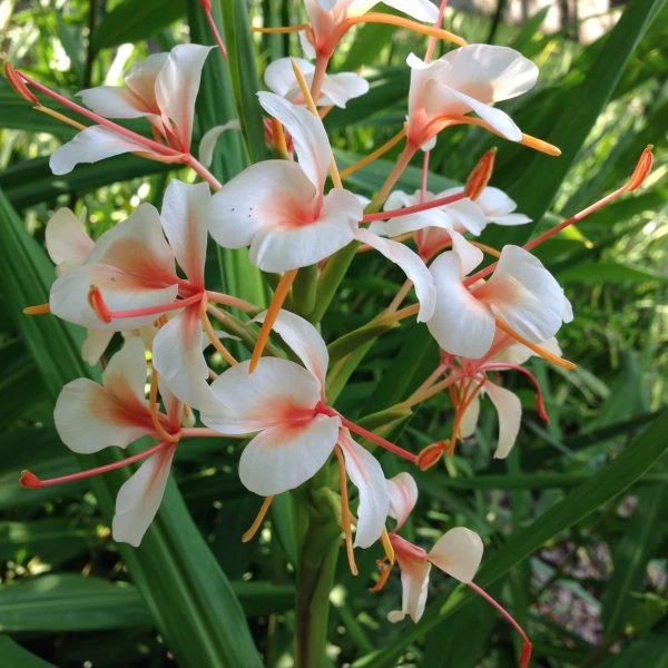 Hedychium 'Pink Flame' (Bulbs) 1 Hedychium 'Pink Flame' (Bulbs)