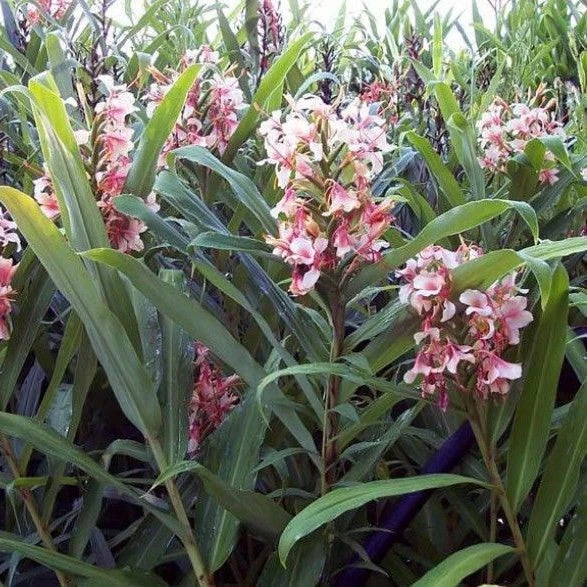 Hedychium 'Pink Flame' (Bulbs) 2 Hedychium 'Pink Flame' (Bulbs) - Image 2