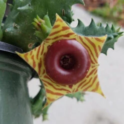 Huernia Zebrina Succulent Plant