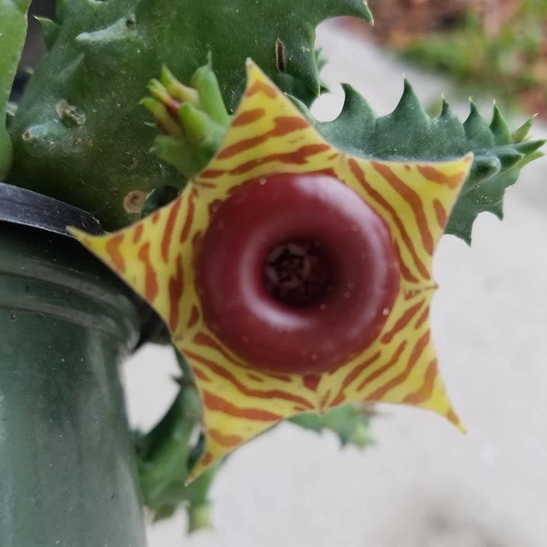 Huernia Zebrina Succulent Plant 1 Huernia Zebrina Succulent Plant