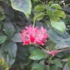 Hibiscus Schizopetalus Plant