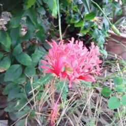 Hibiscus Schizopetalus Plant -Plant Life Decor Shop hibiscusschizopetalus