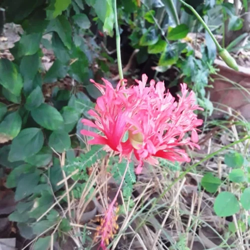 Hibiscus Schizopetalus Plant 5 Hibiscus Schizopetalus Plant -Plant Life Decor Shop hibiscusschizopetalus