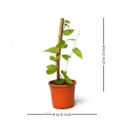 Honolulu Creeper Plant -Plant Life Decor Shop honolulu