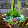 Hand-Painted Marine Life Fish Horizontal Pot