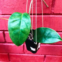 Hoya Halconensis Plant -Plant Life Decor Shop hoyaHalconensis 2