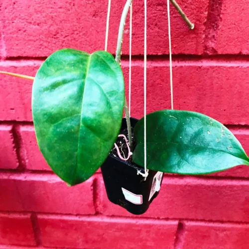 Hoya Halconensis Plant -Plant Life Decor Shop hoyaHalconensis 2