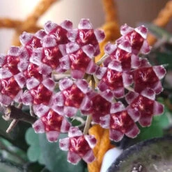 Hoya Rosita Plant -Plant Life Decor Shop hoyaRosita 1