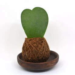 Kokedama Moss Ball Hoya Keri Plant -Plant Life Decor Shop hoya keri 1