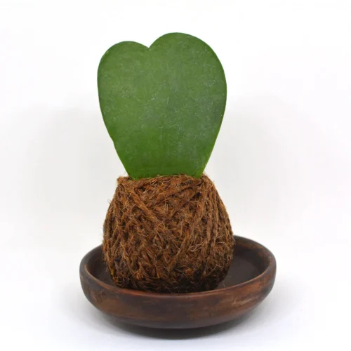 Kokedama Moss Ball Hoya Keri Plant 6 Kokedama Moss Ball Hoya Keri Plant -Plant Life Decor Shop hoya keri 1