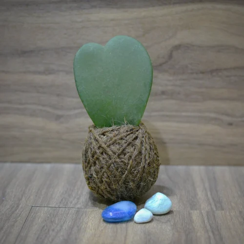 Kokedama Moss Ball Hoya Keri Plant