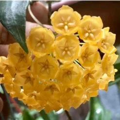 Hoya Blasherneazii Plant -Plant Life Decor Shop hoyablashernaezii 1