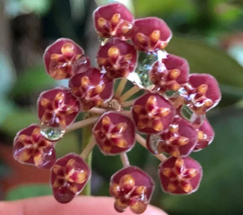 Hoya Burtoniae Plant