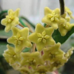 Hoya Dimorpha Plant -Plant Life Decor Shop hoyadimorpha 4