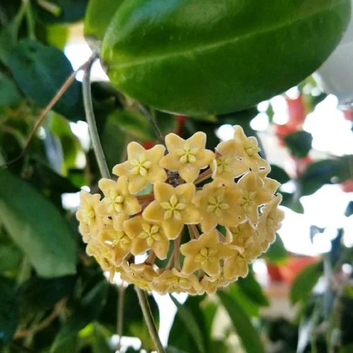 Hoya Dimorpha Plant