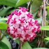 Hoya Erythrostemma Shocking Pink Plant