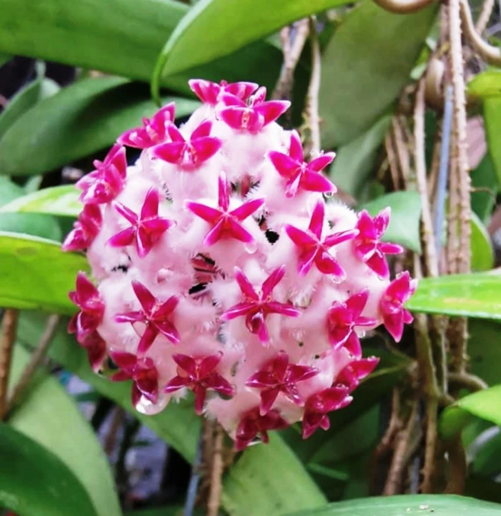 Hoya Erythrostemma Shocking Pink Plant 1 Hoya Erythrostemma Shocking Pink Plant