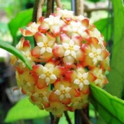 Hoya Finlaysonii Plant