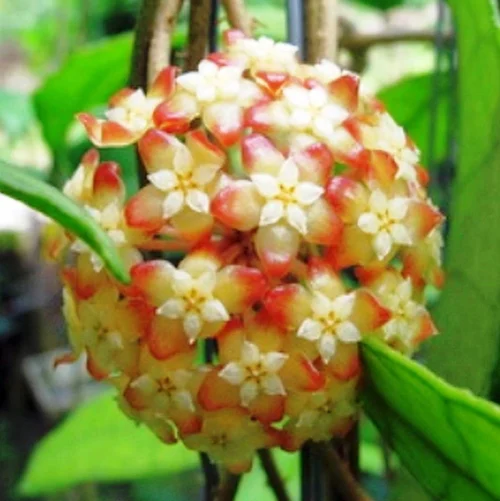 Hoya Finlaysonii Plant