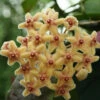 Hoya Flavida Plant