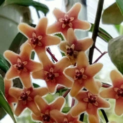 Hoya Flavida Plant -Plant Life Decor Shop hoyaflavida 3