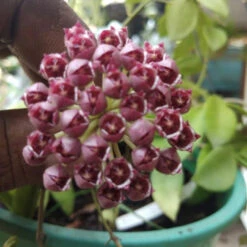 Hoya Affinis Halophila Plant