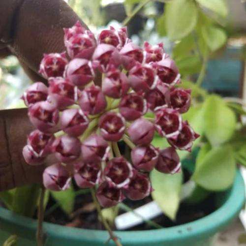 Hoya Affinis Halophila Plant