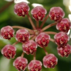 Hoya Affinis Halophila Plant -Plant Life Decor Shop hoyahalophila