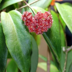 Hoya Ilagiorum Plant -Plant Life Decor Shop hoyailagiorum 1