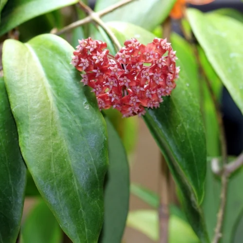 Hoya Ilagiorum Plant -Plant Life Decor Shop hoyailagiorum 1