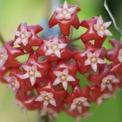Hoya Ilagiorum Plant -Plant Life Decor Shop hoyailagiorum