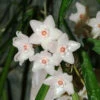 Hoya Longifolia China Beans Plant