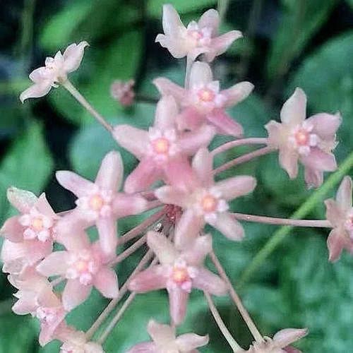 Hoya Macrophylla Snow Queen Plant