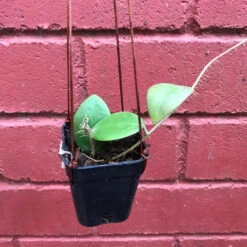 Hoya Mindorensis Pg12 Plant -Plant Life Decor Shop hoyamindorensispg12 1
