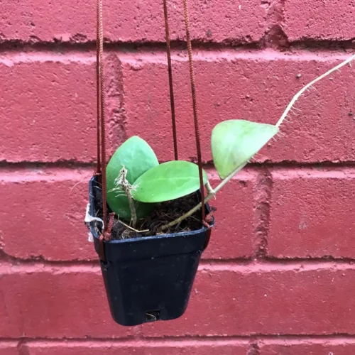 Hoya Mindorensis Pg12 Plant -Plant Life Decor Shop hoyamindorensispg12 1