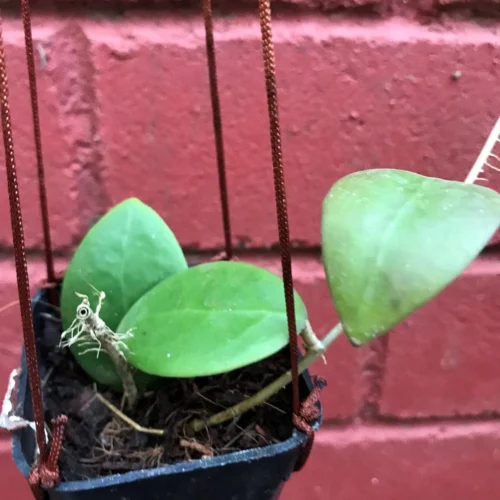 Hoya Mindorensis Pg12 Plant -Plant Life Decor Shop hoyamindorensispg12 2