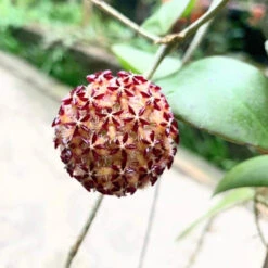 Hoya Mindorensis Pg12 Plant -Plant Life Decor Shop hoyamindorensispg12 4