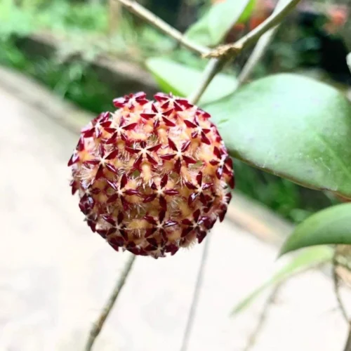 Hoya Mindorensis Pg12 Plant -Plant Life Decor Shop hoyamindorensispg12 4
