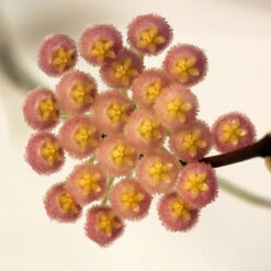 Hoya Rebecca Plant -Plant Life Decor Shop hoyaodetteae 3