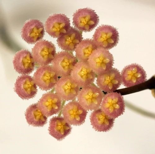 Hoya Rebecca Plant -Plant Life Decor Shop hoyaodetteae 3