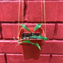 Hoya Ovalifolia Plant 7 Hoya Ovalifolia Plant -Plant Life Decor Shop hoyaovalifolia 1