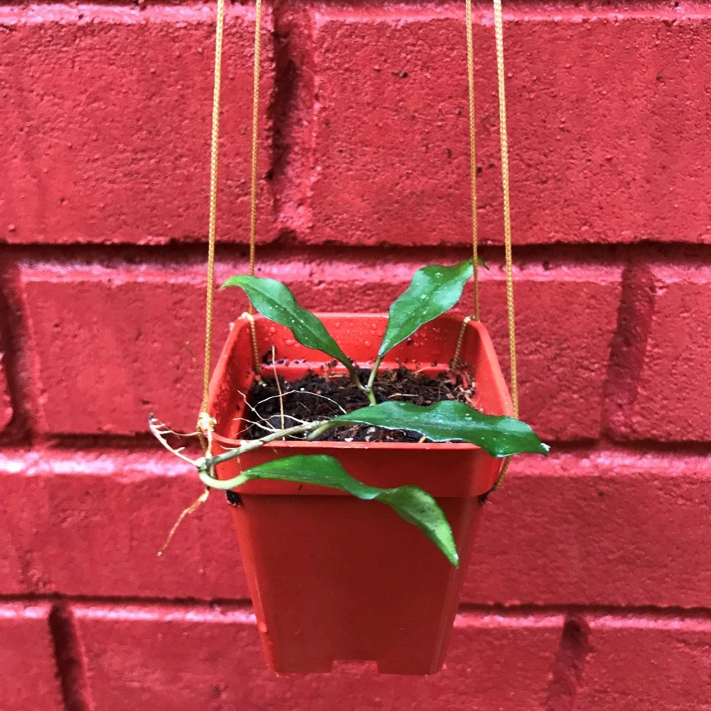 Hoya Ovalifolia Plant 4 Hoya Ovalifolia Plant - Image 4