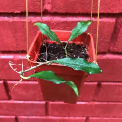 Hoya Ovalifolia Plant 6 Hoya Ovalifolia Plant -Plant Life Decor Shop hoyaovalifolia 2