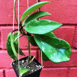 Hoya Pubicalyx Pink Silver Plant 5 Hoya Pubicalyx Pink Silver Plant -Plant Life Decor Shop hoyapubicalyxpinksilver 1