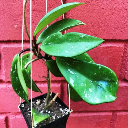 Hoya Pubicalyx Pink Silver Plant -Plant Life Decor Shop hoyapubicalyxpinksilver 1