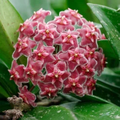 Hoya Pubicalyx Pink Silver Plant
