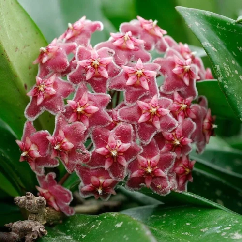 Hoya Pubicalyx Pink Silver Plant