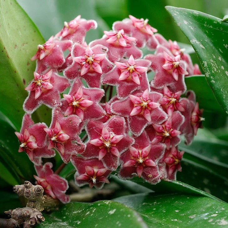 Hoya Pubicalyx Pink Silver Plant 1 Hoya Pubicalyx Pink Silver Plant